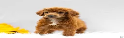 Standard Poodle dogs for sale: Monty - Ad 4