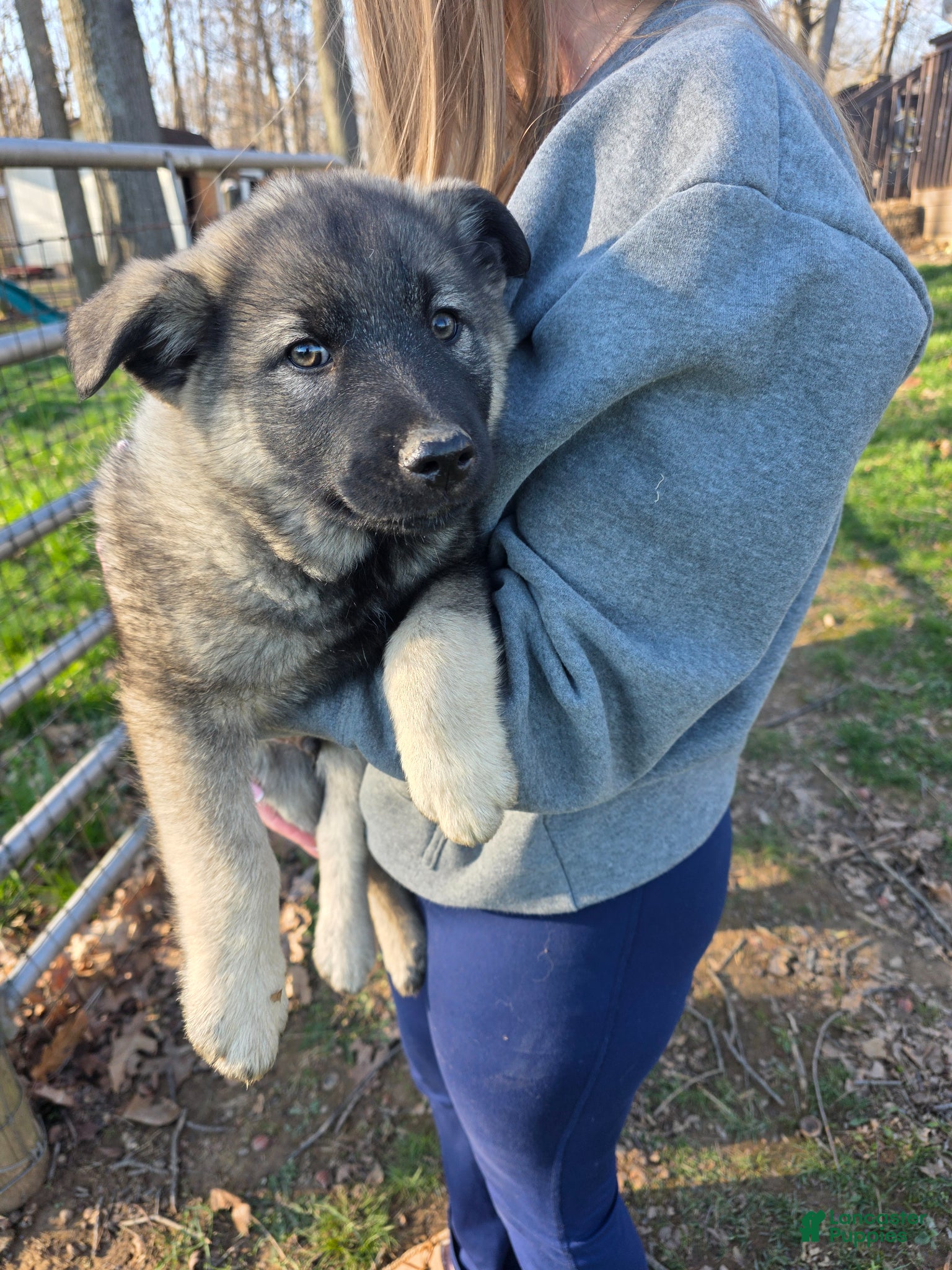 Norwegian Elkhound dogs Norwegian Elkhound Puppy 1 - Ad 11