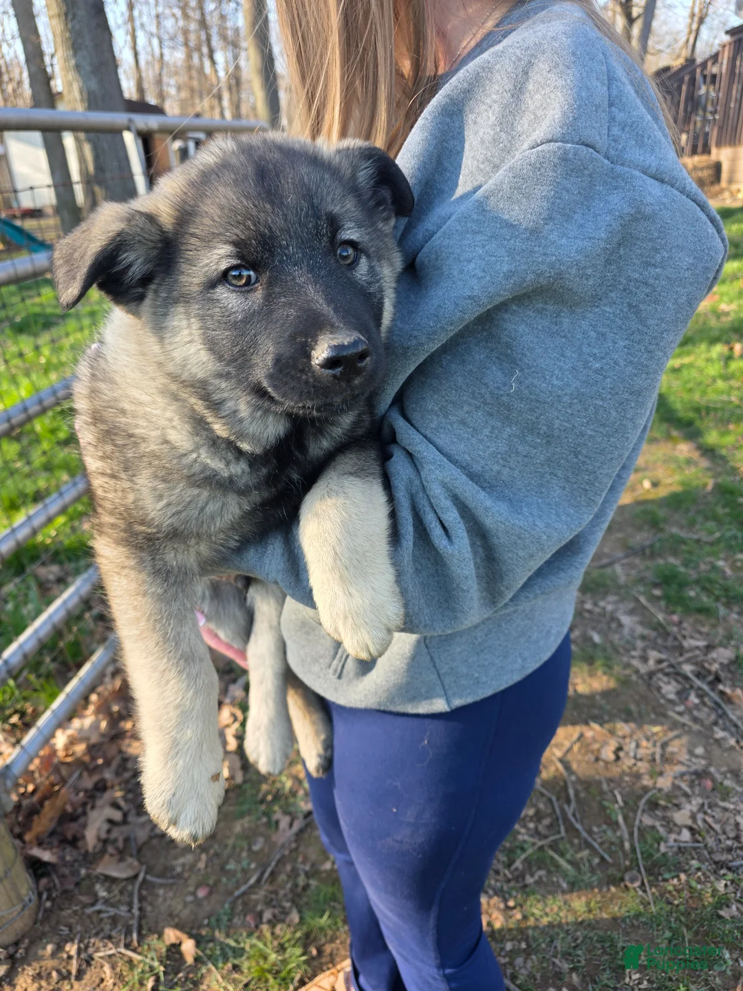 Norwegian Elkhound dogs for sale: Norwegian Elkhound Puppy 1 - Ad 1
