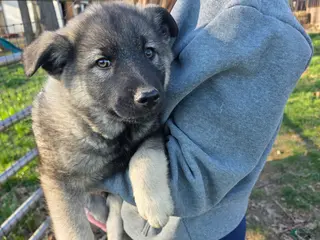 Norwegian Elkhound dogs Norwegian Elkhound Puppy 1 - Ad 11