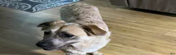 Mixed Breed dogs for sale: Mixed Breed 1 - Ad 8