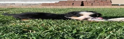 Bernese Mountain Dog dogs for sale: Alaska  - Ad 9