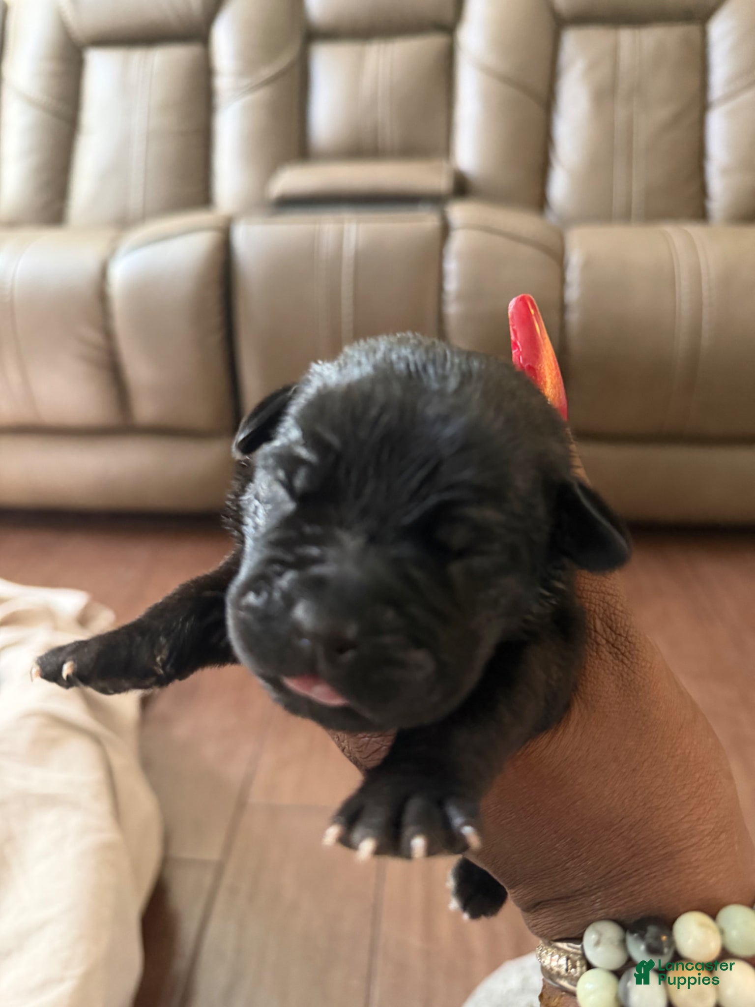 Cane Corso dogs Cane Corso Puppy 1 - Ad 10