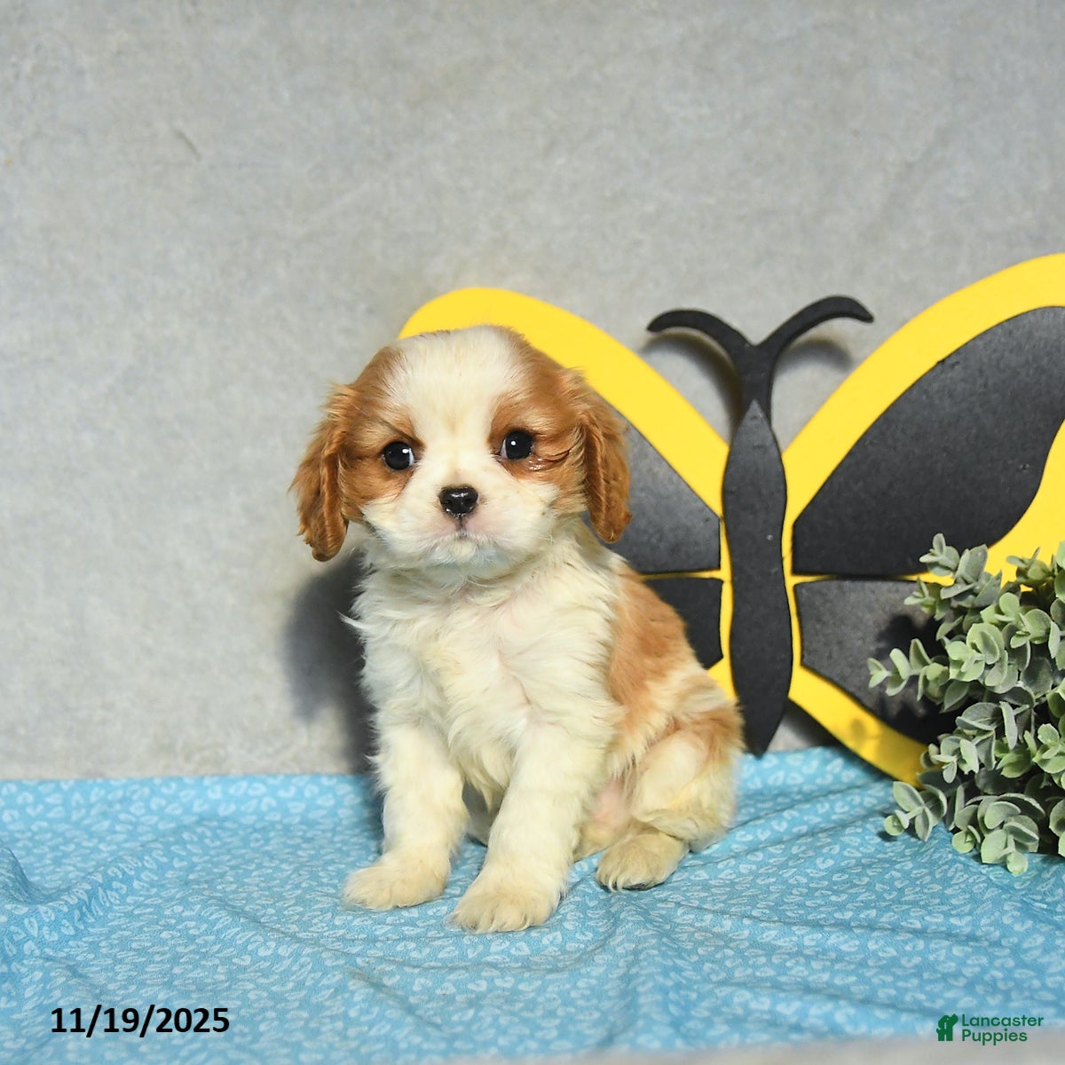 Cavalier King Charles Spaniel dogs Jersey - Ad 12