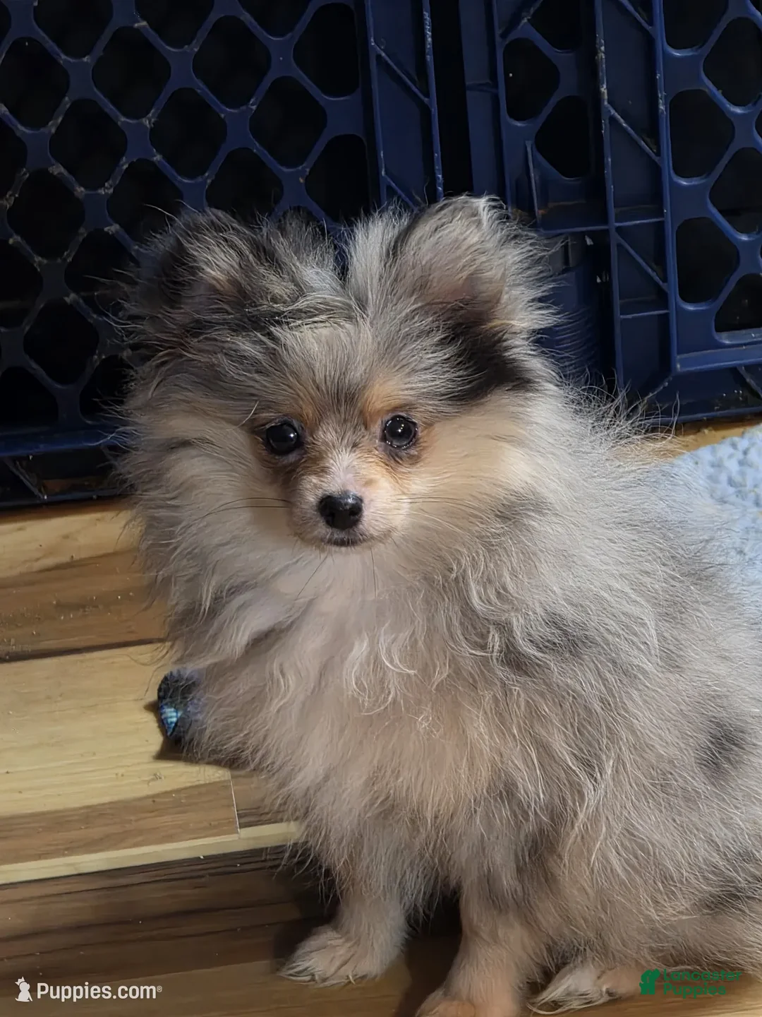 Pomeranian dogs for sale: Akc batgirl  - Ad 2