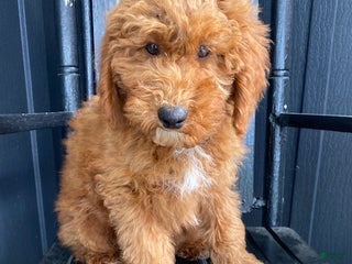 Cavapoo dogs - Ad 6