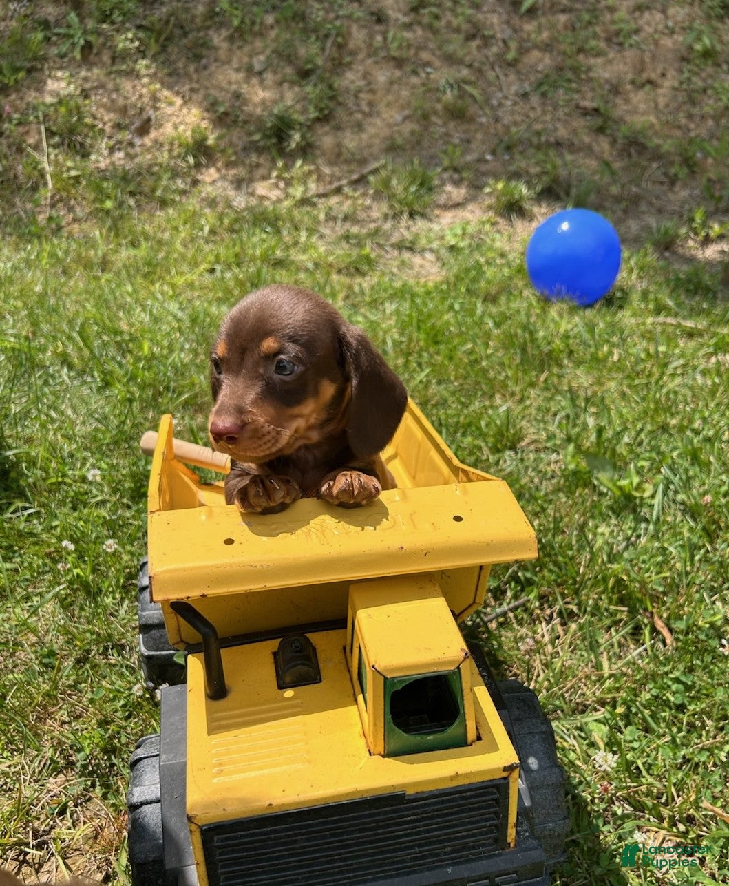 Miniature Dachshund dogs Tucker - Ad 1