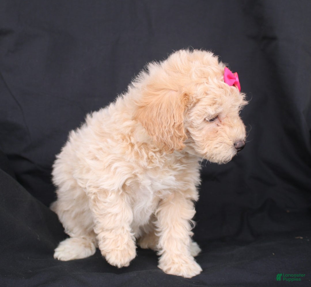 Bichpoo dogs for sale: Penny - Ad 8