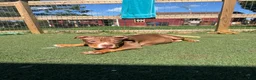 American Bully dogs for sale: Pork - Ad 5