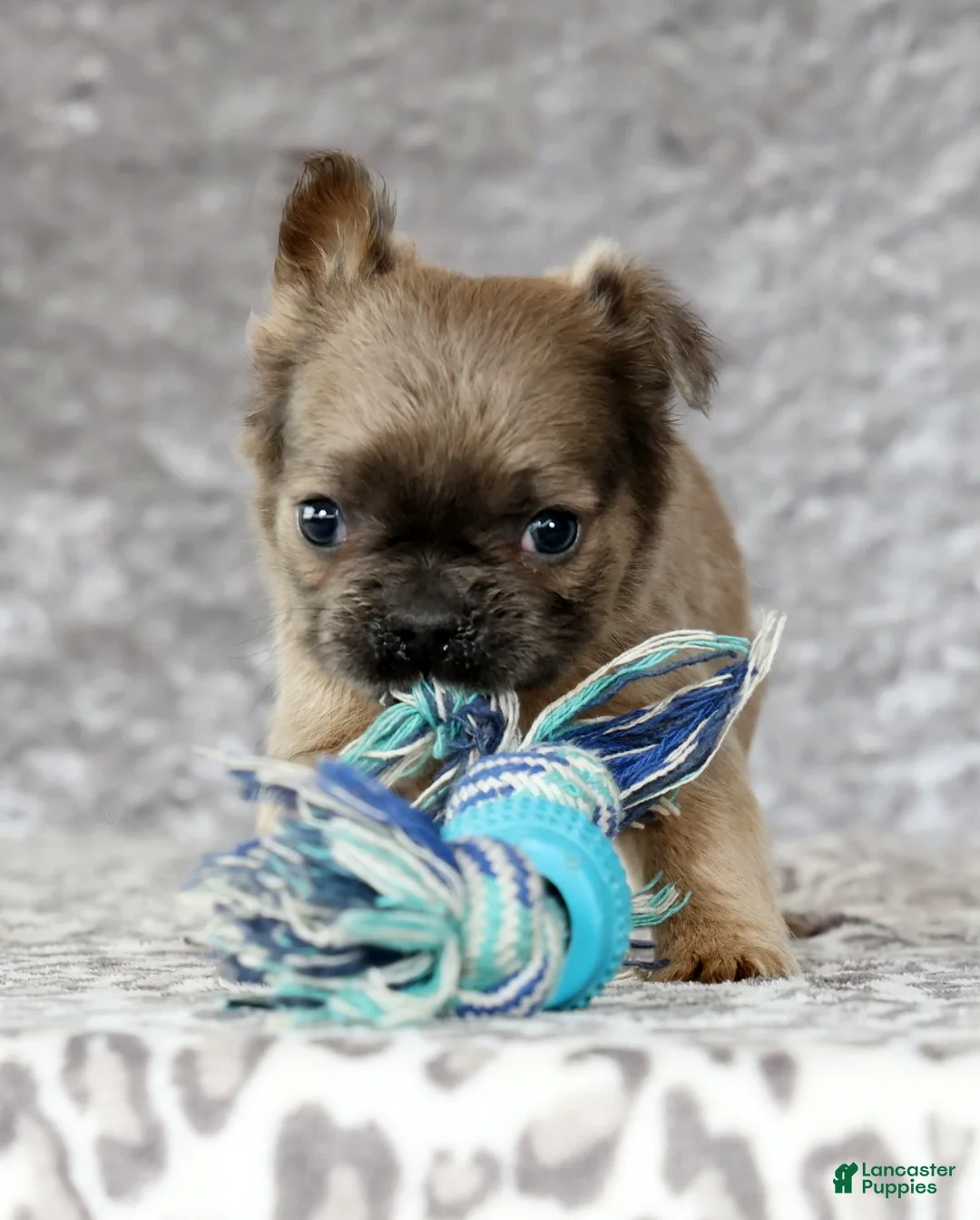 French Bulldog dogs for sale: Nina - Ad 8