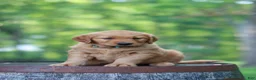 Golden Retriever dogs for sale: Betsy - Ad 2