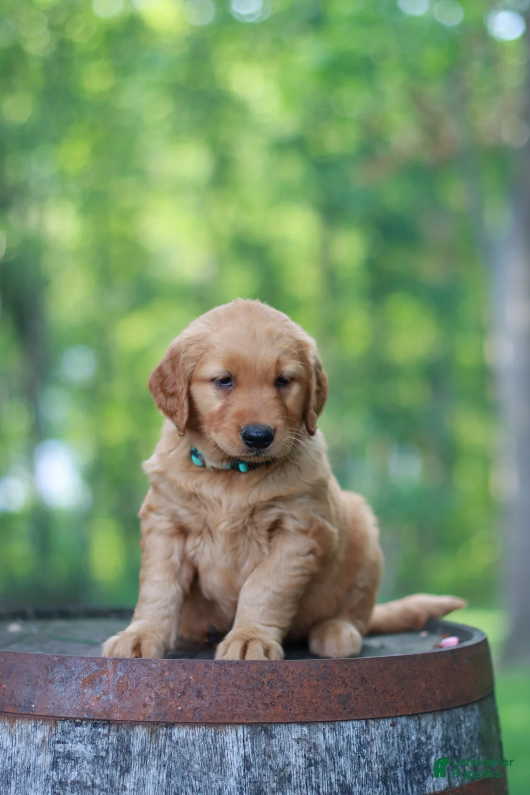 Golden Retriever dogs for sale: Betsy - Ad 2
