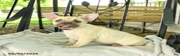 French Bulldog dogs for sale: Delightful Doris - Ad 4