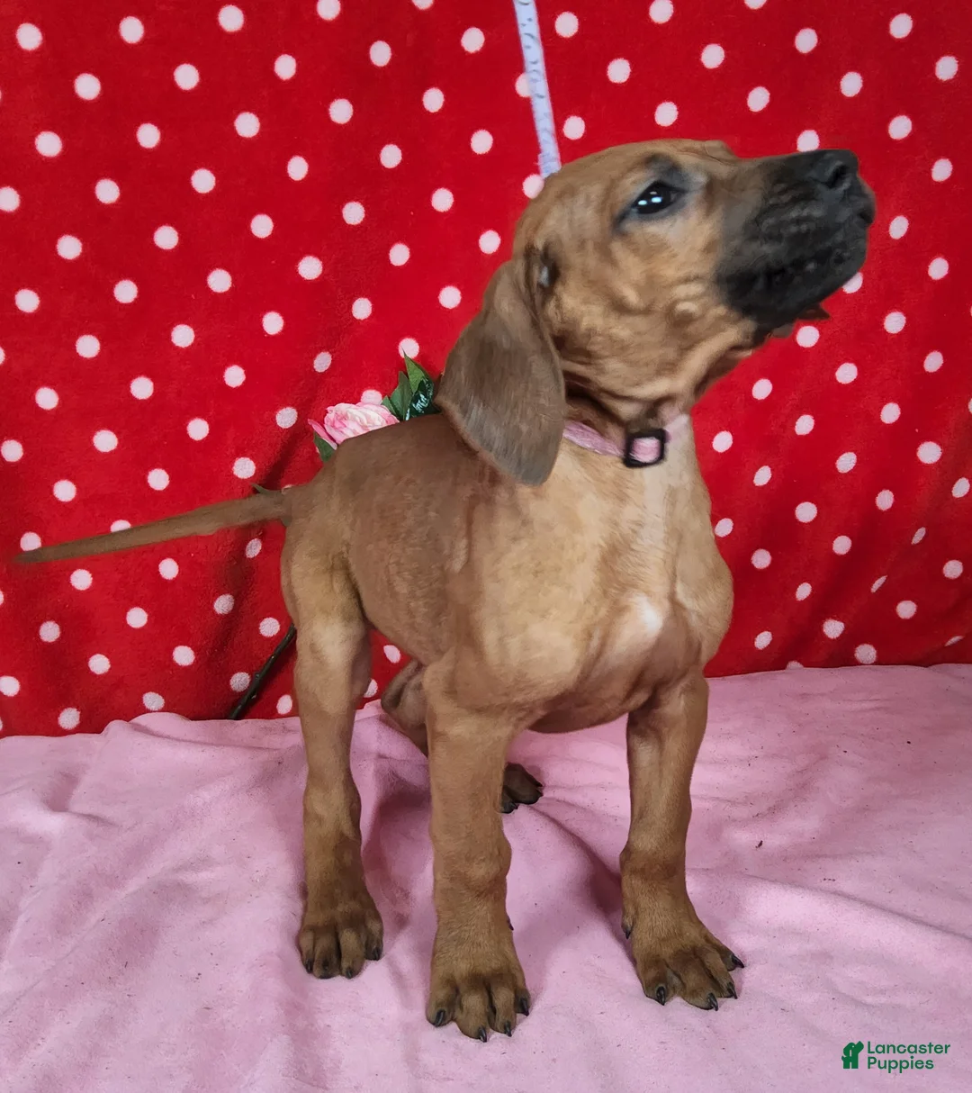 Rhodesian Ridgeback dogs for sale: Cloe - Ad 6