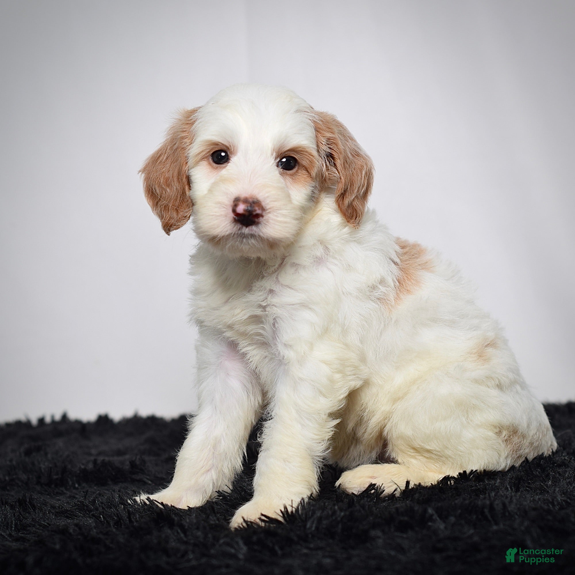 Mini Goldendoodle dogs Ms. Ashley - Ad 1