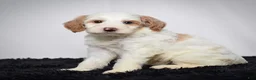 Mini Goldendoodle dogs for sale: Ms. Ashley - Ad 1