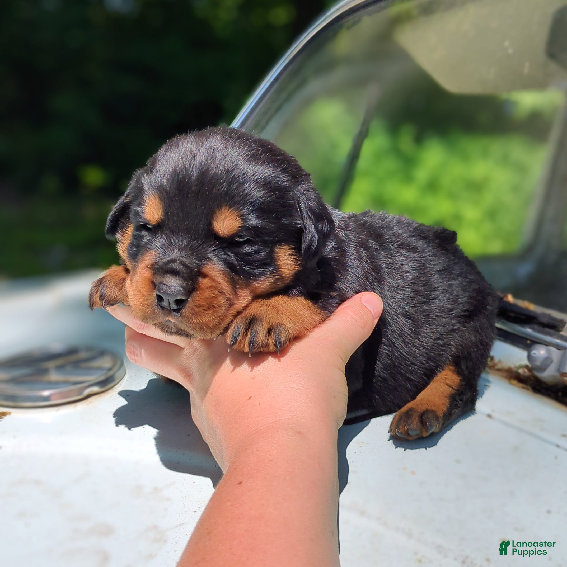 Rottweiler dogs for sale: Diesel - Ad 1
