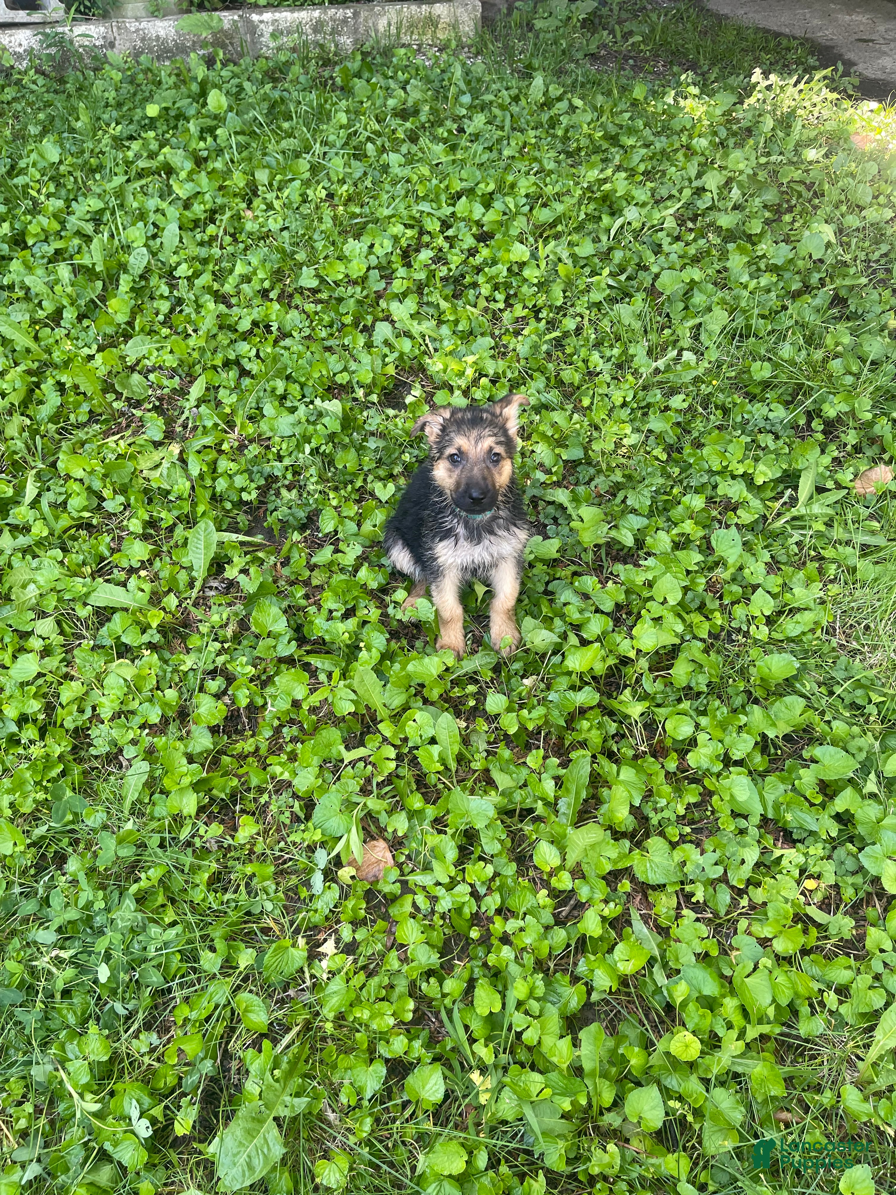 German Shepherd dogs Lulu - Ad 33