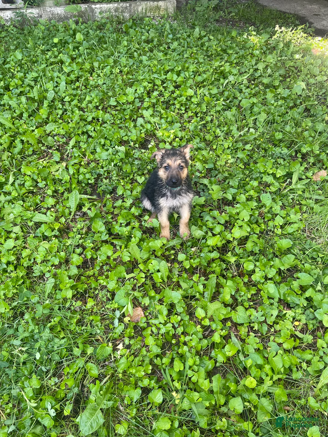 German Shepherd dogs for sale: Lulu - Ad 2