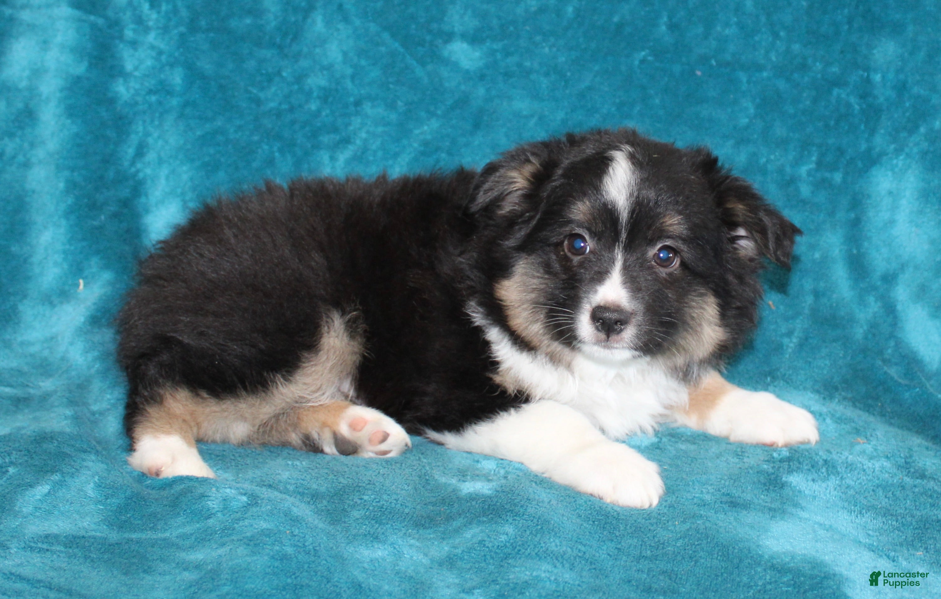 Miniature Australian Shepherd dogs Spunky - Ad 2