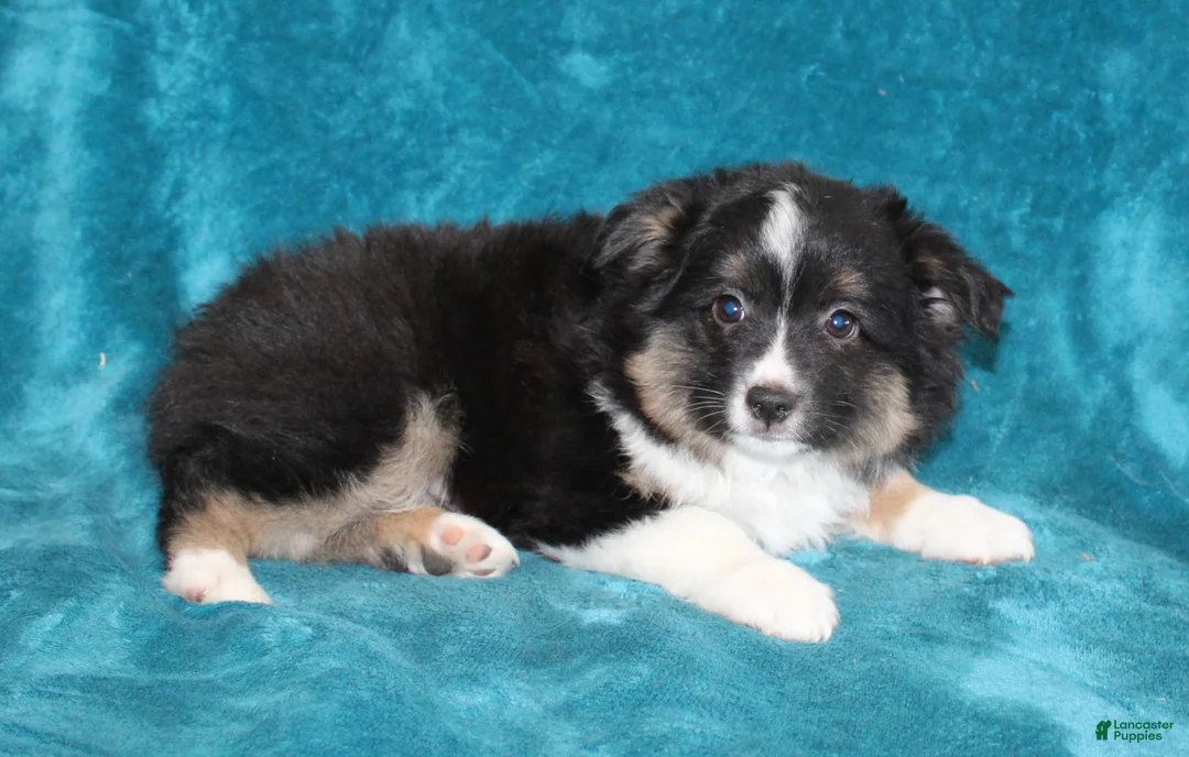 Miniature Australian Shepherd dogs for sale: Spunky - Ad 2