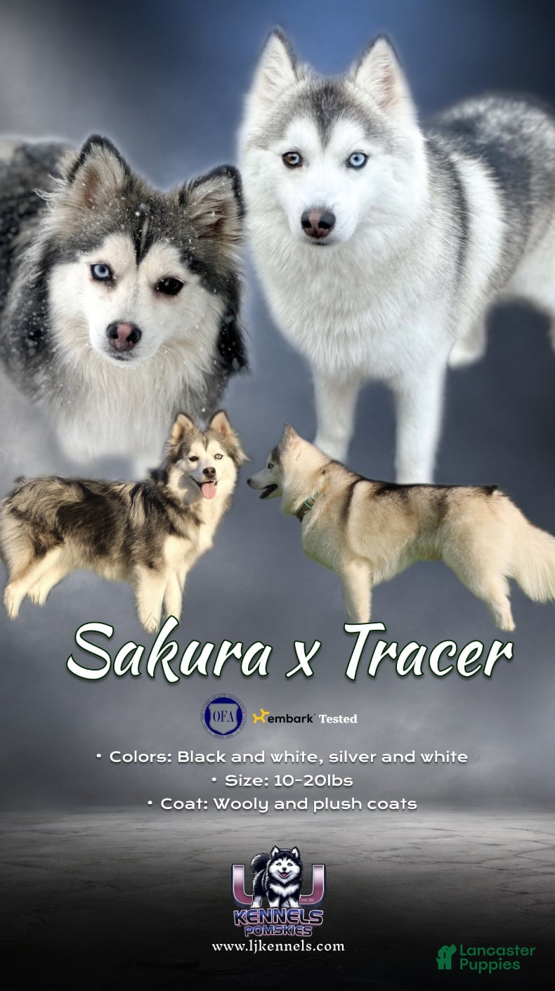 Pomsky dogs for sale: Drake - Ad 2