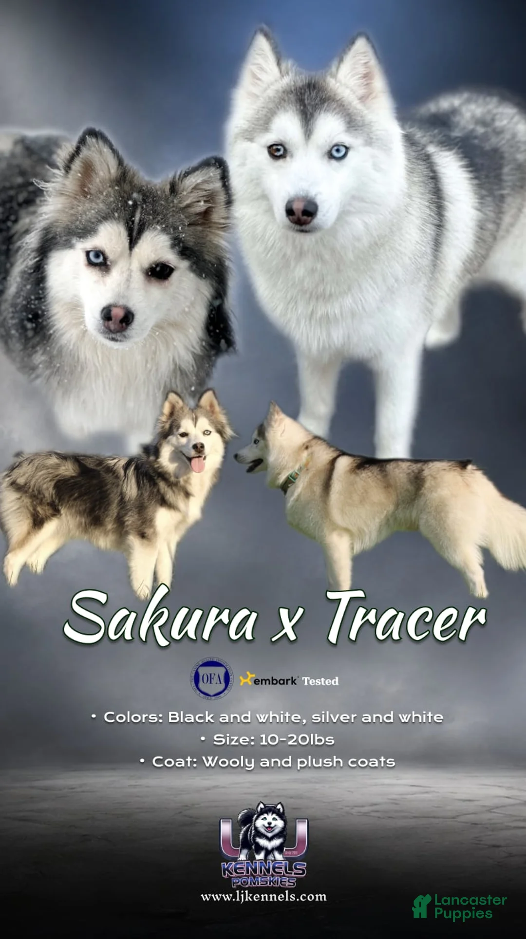 Pomsky dogs for sale: Drake - Ad 2