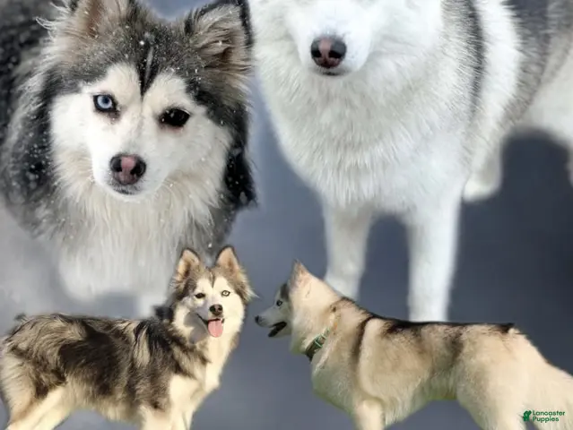 Pomsky dogs for sale: Drake - Ad 2