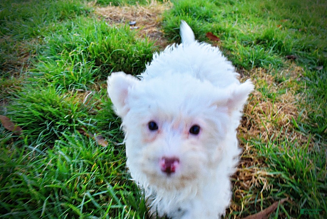 Havapoo dogs for sale: Queenie - Ad 15