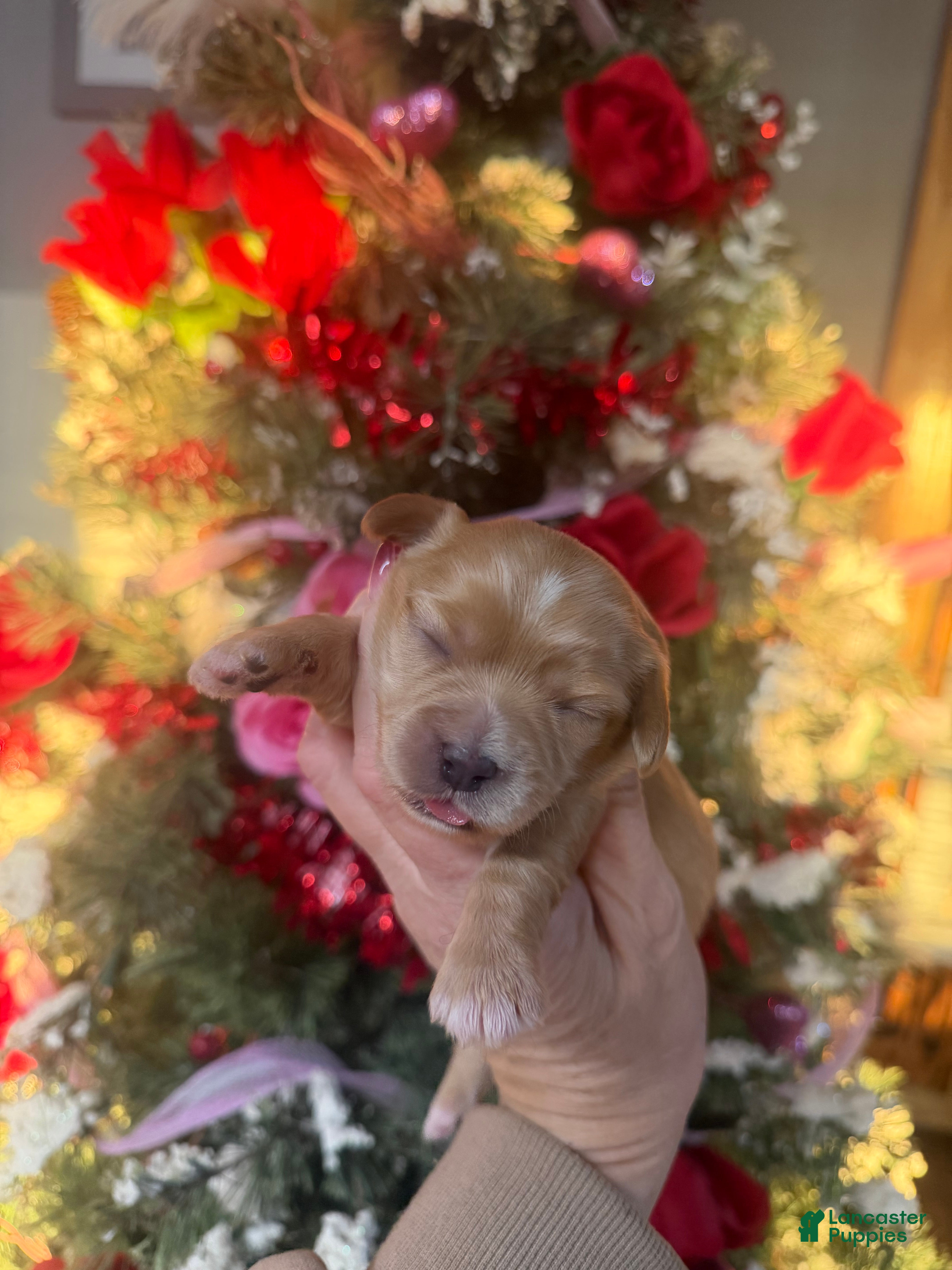 Cavachon dogs Cavachon Puppy 2 - Ad 33