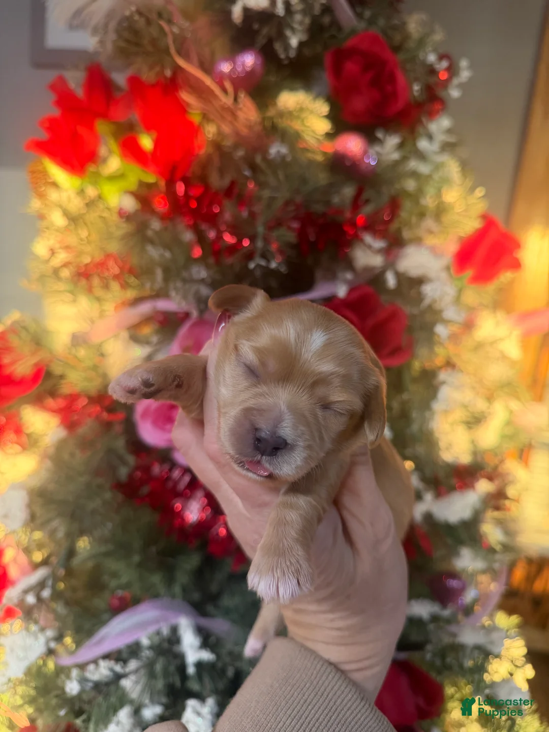 Cavachon dogs for sale: Cavachon Puppy 2 - Ad 1