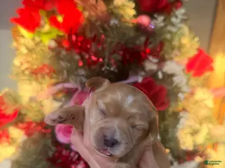 Cavachon dogs Cavachon Puppy 2 - Ad 33