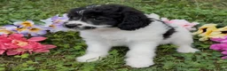 Mini Goldendoodle dogs for sale: Sage - Ad 7