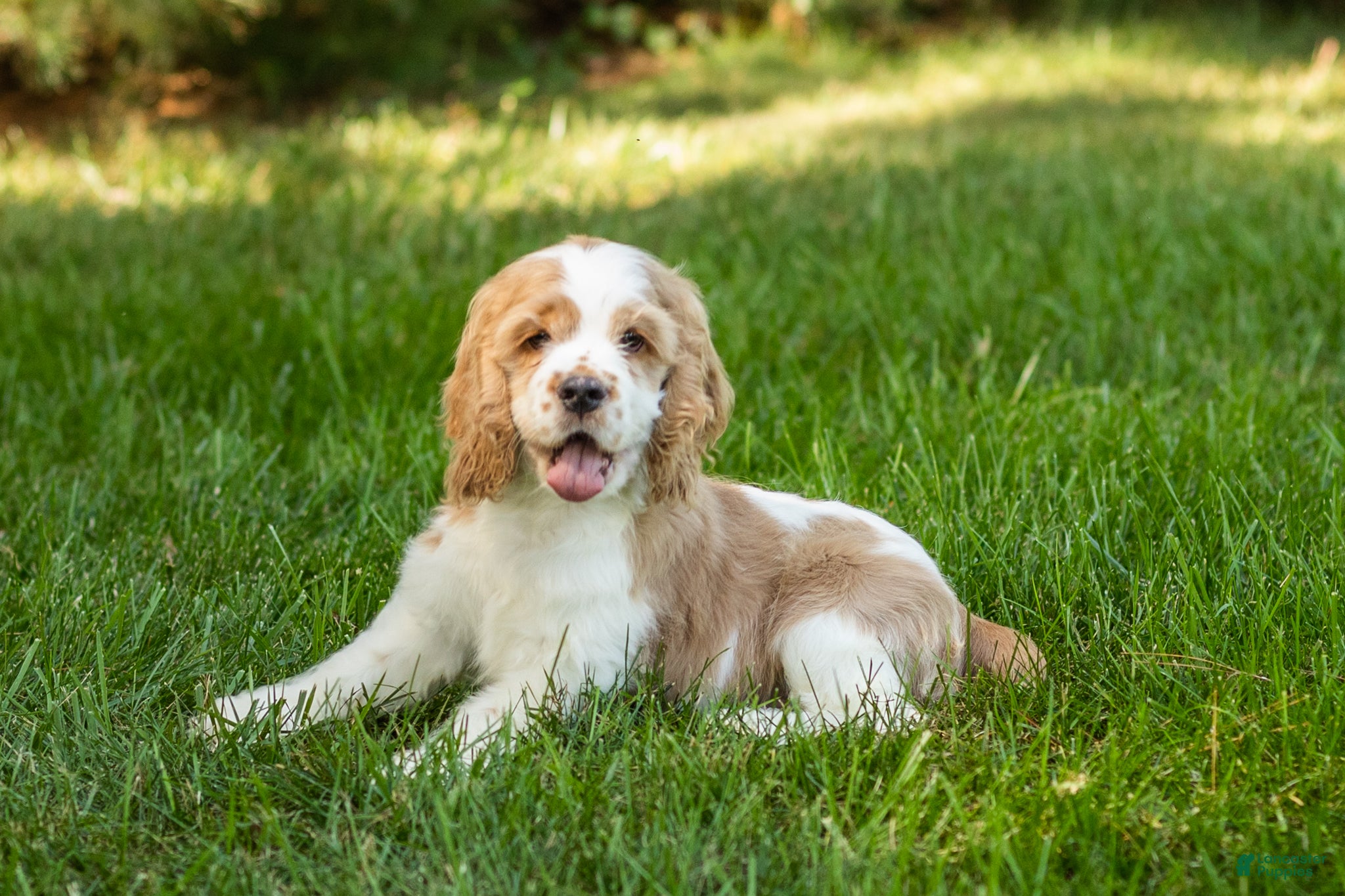 Cocker Spaniel dogs Cooper  - Ad 34