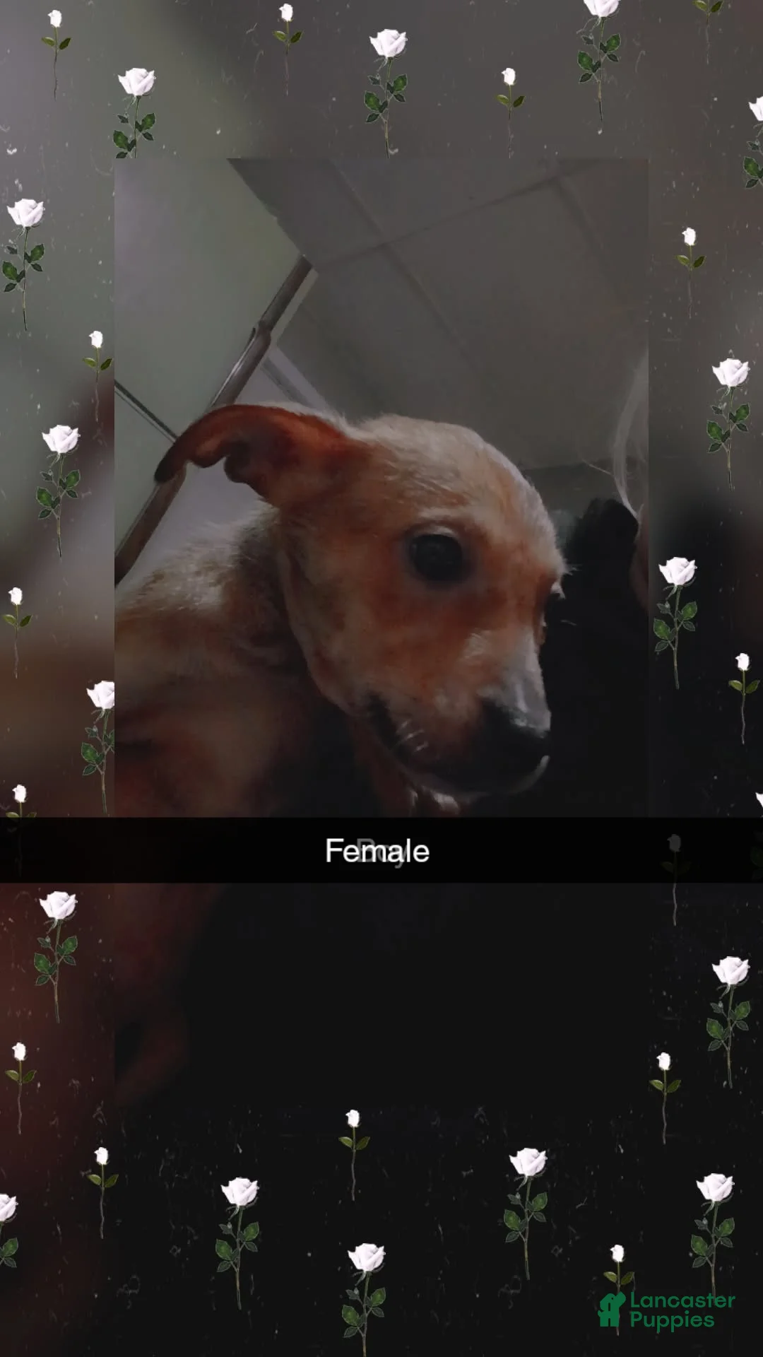 Pitsky dogs for sale: Pitsky Puppy 1 - Ad 1