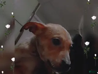 Pitsky dogs Pitsky Puppy 1 - Ad 3