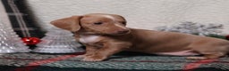 Dachshund dogs for sale: Daphne - Ad 4