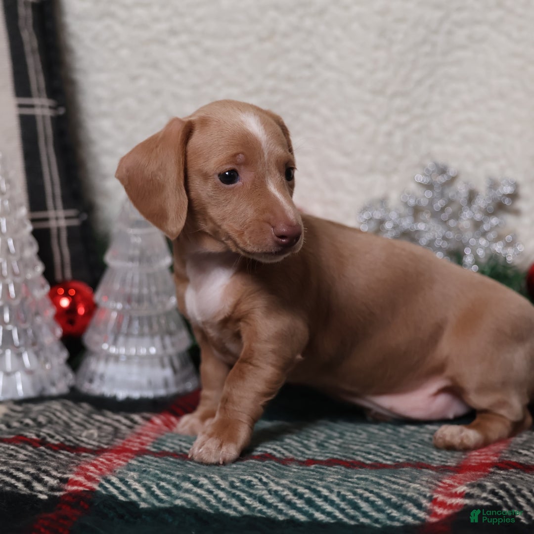 Dachshund dogs for sale: Daphne - Ad 4