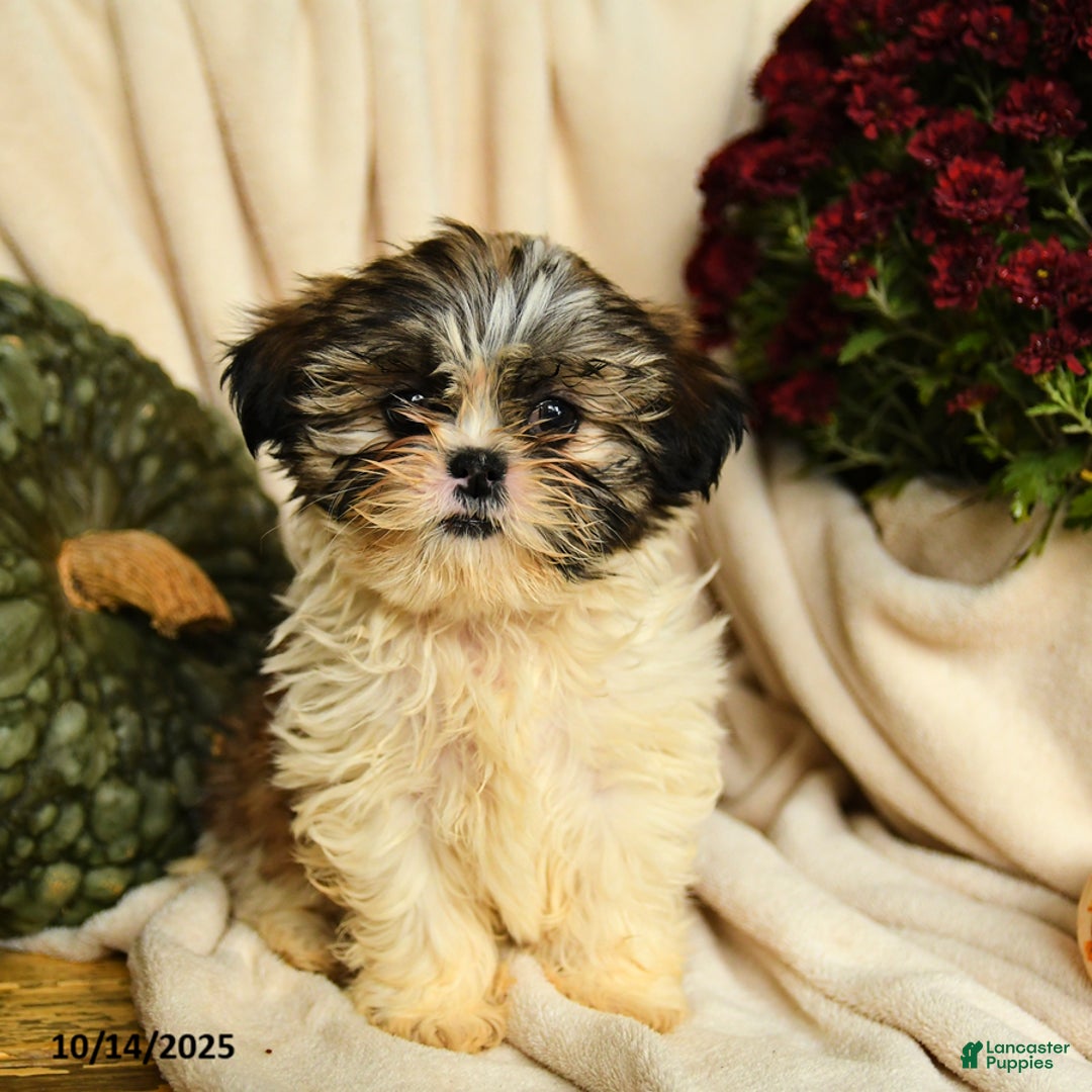 Shihpoo dogs for sale: Callie - Ad 2