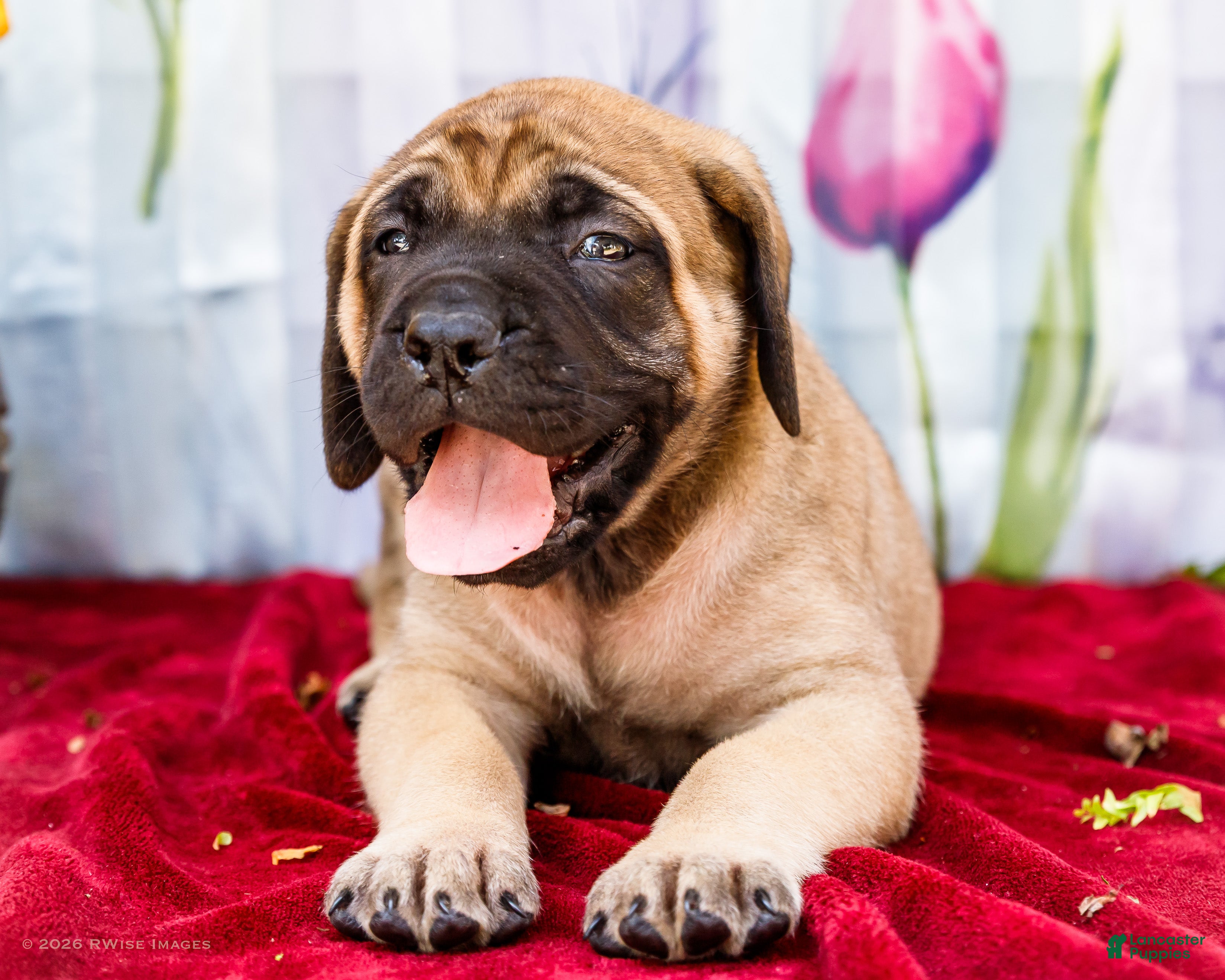 English Mastiff dogs for sale: Murphy - Ad 3