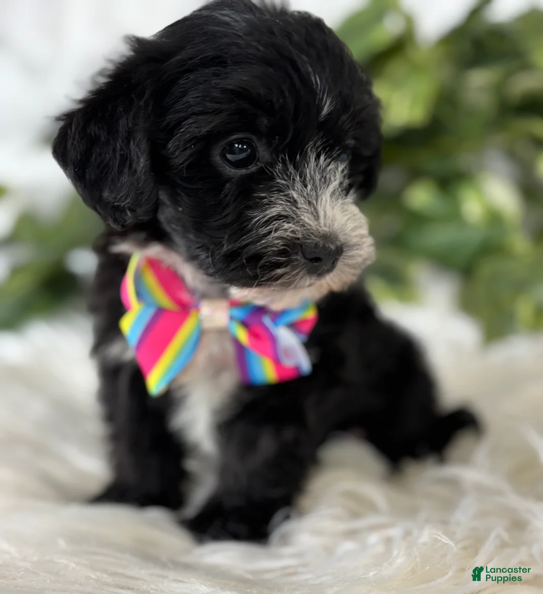 Morkie dogs for sale: Patrick - Ad 12