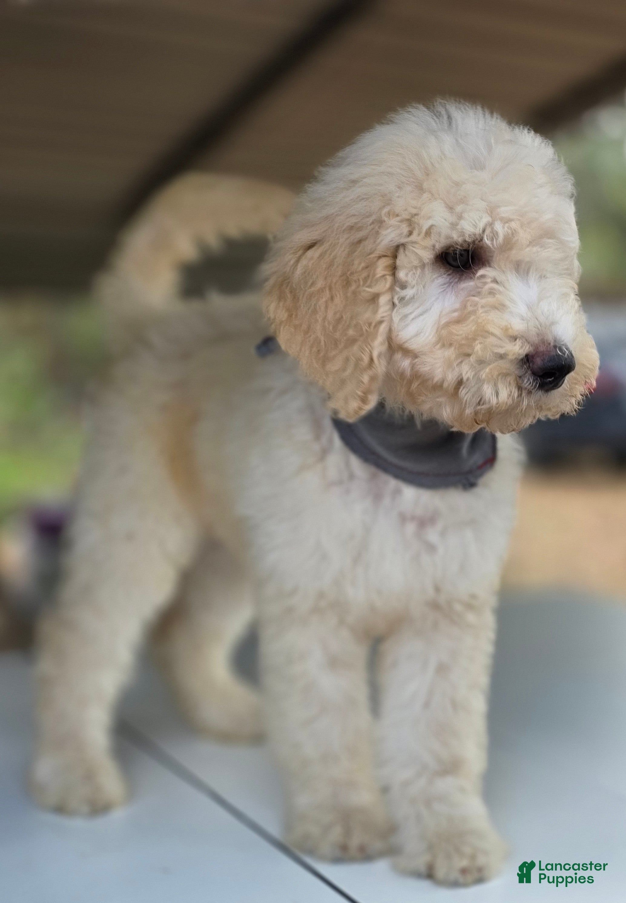 Goldendoodle dogs for sale: Tye - Ad 1