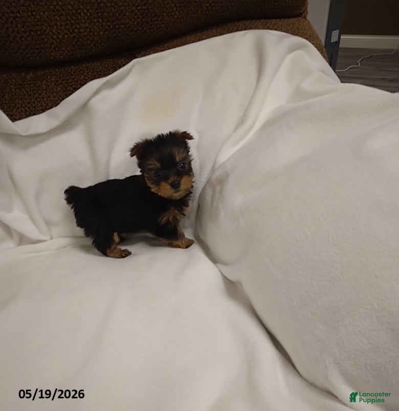 Yorkshire Terrier dogs Bear - Ad 2