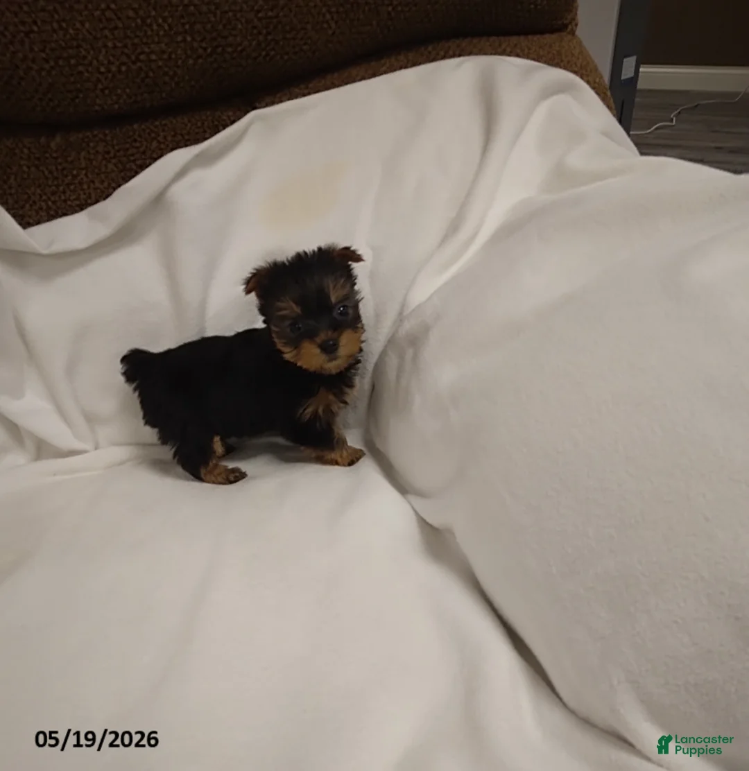 Yorkshire Terrier dogs for sale: Bear - Ad 2