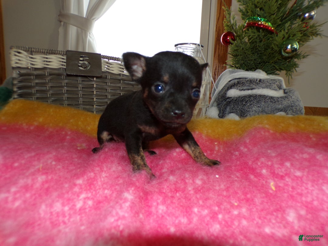 Chihuahua dogs for sale: Chihuahua Puppy 5 Riley - Ad 4