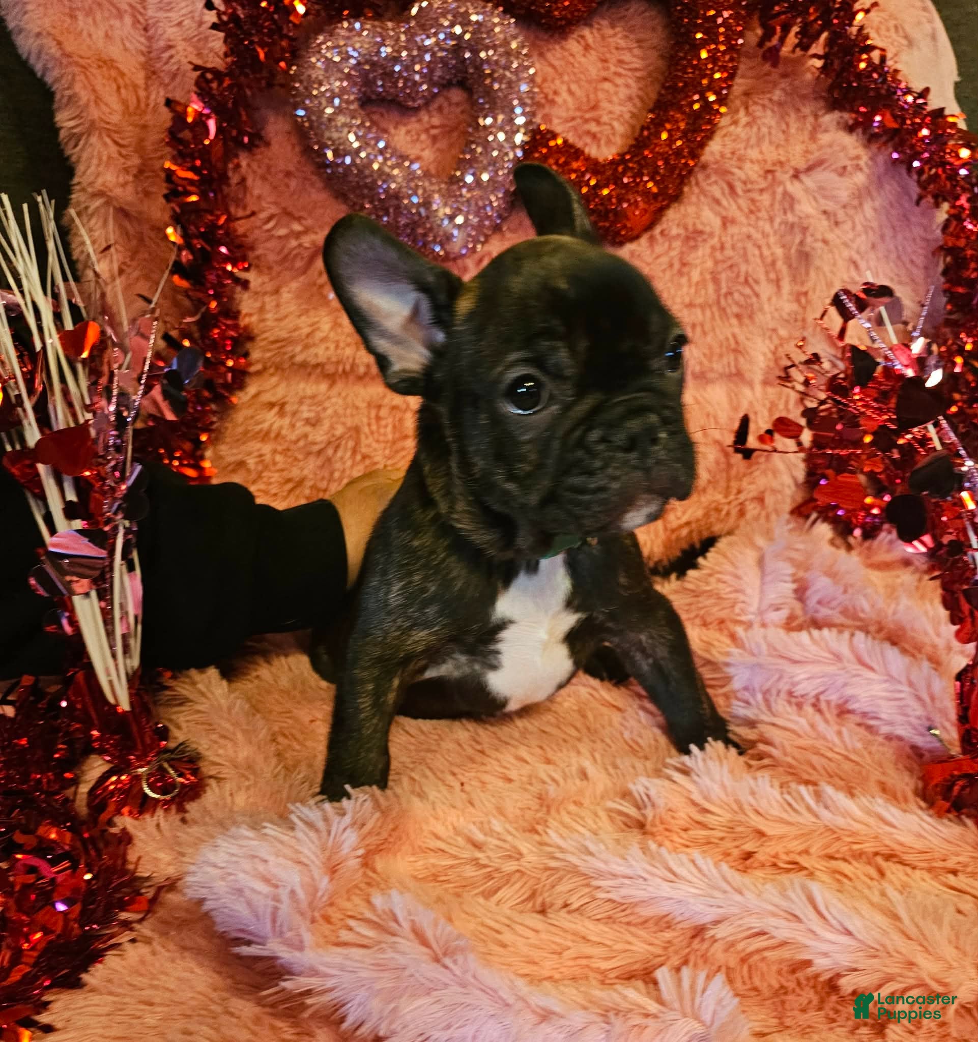 French Bulldog dogs Toby - Ad 22