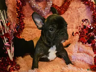 French Bulldog dogs Toby - Ad 22
