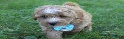 Mini Goldendoodle dogs for sale: Max 💎 - Ad 3