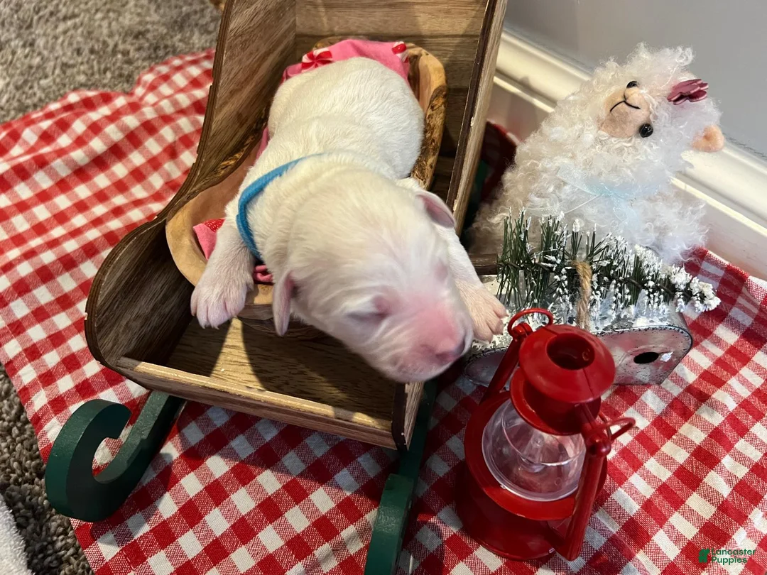 Goldendoodle dogs for sale: snowball - Ad 1