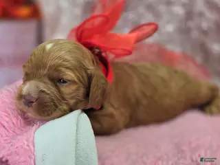 Cockapoo dogs Diamond - Ad 13